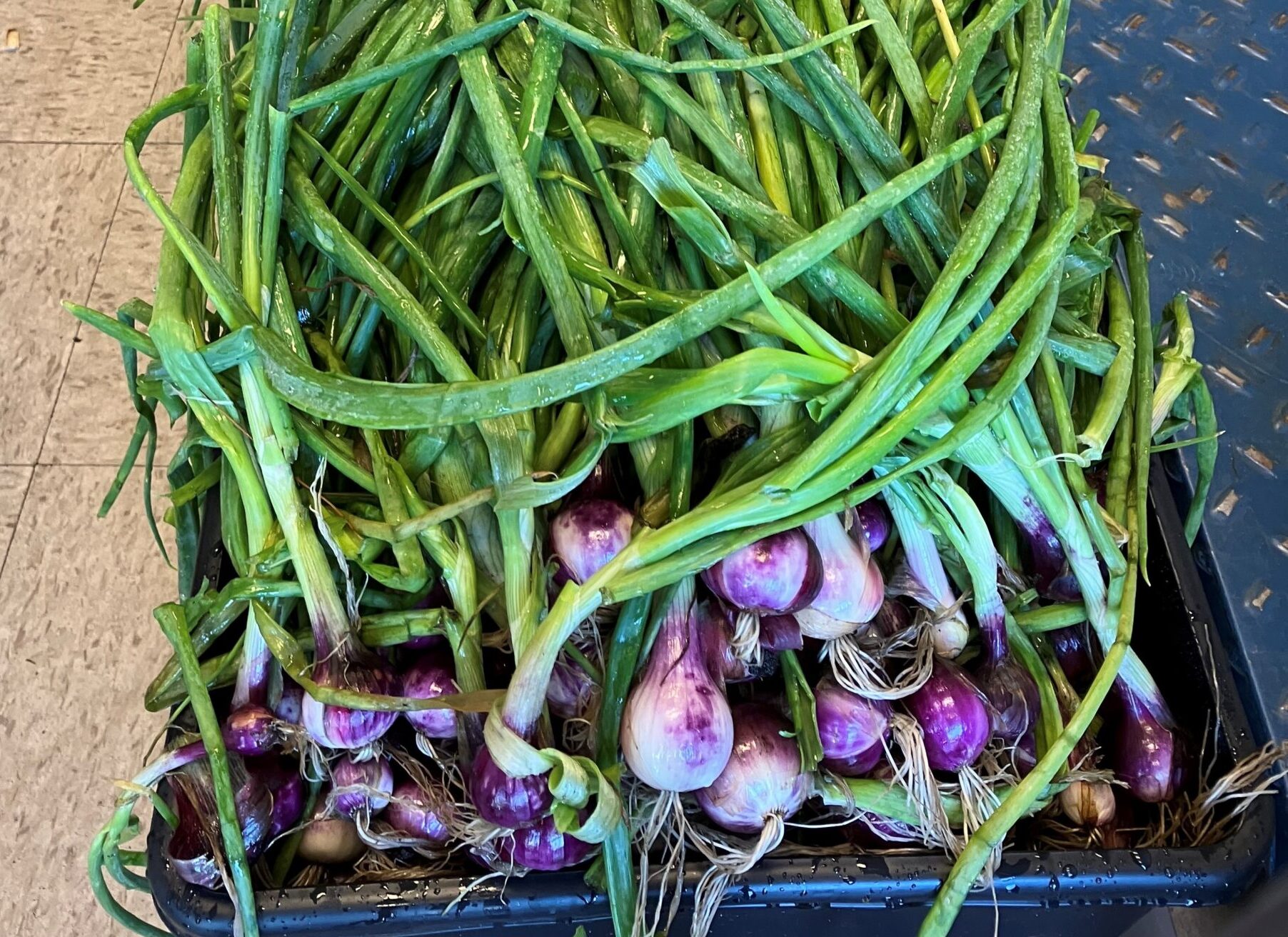 An Abundance of Onions: Growing Wethersfield Red Onions at the Museum